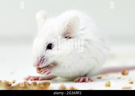 Souris fantaisie (Mus musculus), la souris albino nourrit des graines Banque D'Images