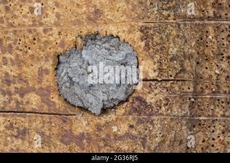 Abeille rouge (Osmia rufa, Osmia bicornis), tube de nidification scellé dans un hôtel d'abeilles sauvages Banque D'Images