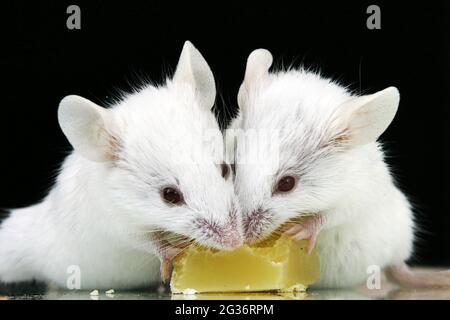 Rat fantaisie, rat brun (Rattus norvegicus domesticus, Rattus norvegicus domestica), deux rats albinos qui nourrissent du fromage Banque D'Images