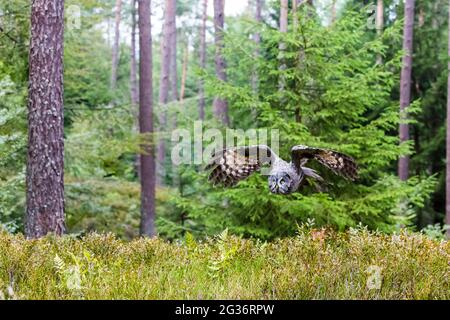 Grand hibou gris (Strix nebulosa), volant en forêt Banque D'Images