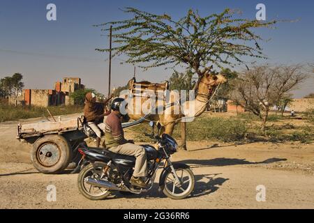 Chameau et moto dans une rue, en Inde Banque D'Images