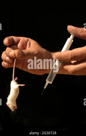 Souris fantaisie (Mus musculus), souris albinos, test animal Banque D'Images