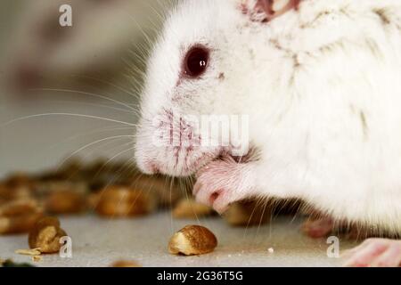 Souris fantaisie (Mus musculus), la souris albino nourrit des graines Banque D'Images