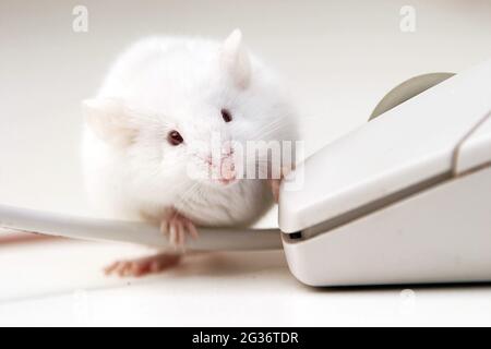 Souris fantaisie (Mus musculus), souris albinos et souris d'ordinateur Banque D'Images