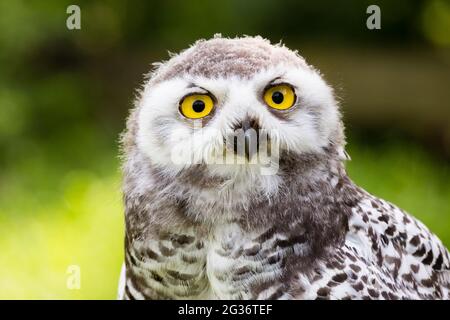 Hibou des neiges (Strix scandiaca, Nyctea scandiaca, Bubo scandiacus), portrait d'un mineur Banque D'Images