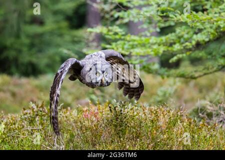 Grand hibou gris (Strix nebulosa), volant en forêt Banque D'Images