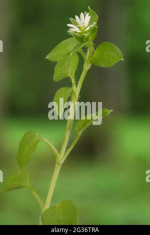 Mauvaise herbe commune (Stellaria media), floraison, Allemagne, Bavière Banque D'Images