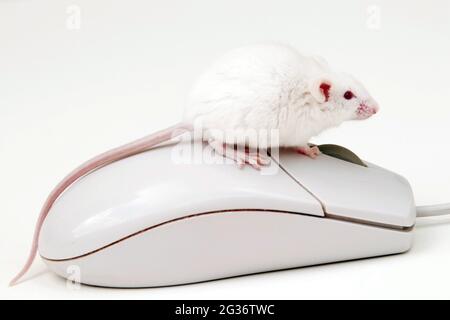 Souris fantaisie (Mus musculus), souris albinos et souris d'ordinateur Banque D'Images