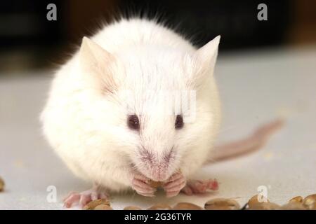 Souris fantaisie (Mus musculus), la souris albino nourrit des graines Banque D'Images