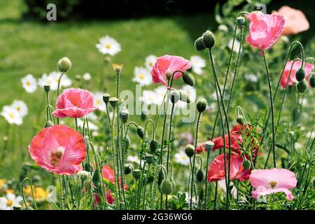 Plantation de style Prairie dans le jardin du Kent, Royaume-Uni Banque D'Images