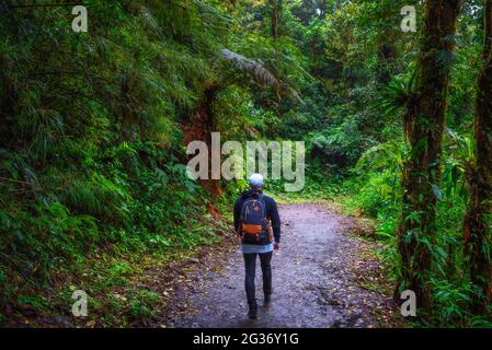 Promenade touristique dans la jungle de la Forêt de nuages de Monteverde, Costa Rica Banque D'Images