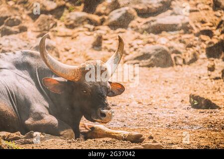 Goa, Inde. Gaur Bull, Bos Gaurus ou Indian Bison reposant sur le sol. C'est la plus grande espèce parmi les bovins sauvages. En Malaisie, on l'appelle Banque D'Images