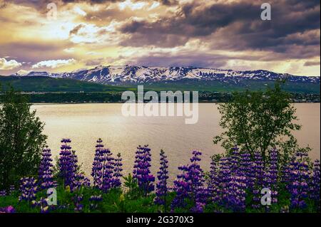 Ville d'Akureyri avec des montagnes enneigées et le fjord Eyjafjordur dans le nord de l'Islande Banque D'Images