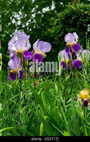 Magnifiques iris décoratifs multicolores fleuris sur un lit de fleurs dans le jardin par beau temps. Banque D'Images