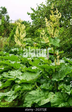 Nouvelles feuilles vertes et fleurs de rhubarbe au début du printemps dans le potager. Banque D'Images