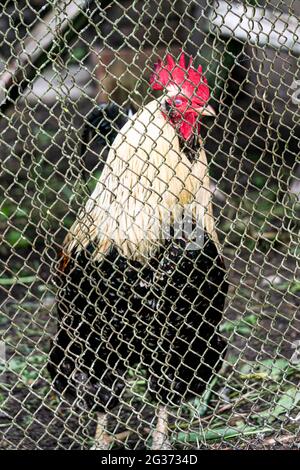 Un magnifique coq noir et blanc derrière une maille métallique. Banque D'Images