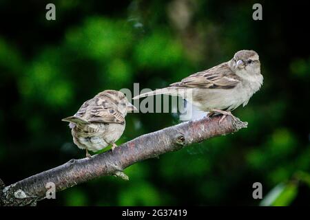 Deux jeunes Bruant de maison (Passer domesticus) sur branche d'arbre brisée dans le jardin anglais de campagne. Banque D'Images
