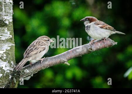 Bruant de maison mâle adulte (Passer domesticus) avec Bruant de maison juvénile sur branche d'arbre cassée dans le jardin de campagne anglais. Banque D'Images