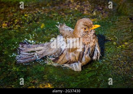 Femme adulte Blackbird (Turdus merula) se baignant dans un ruisseau dans un jardin de pays anglais.da Banque D'Images