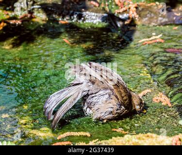 Femme adulte Blackbird (Turdus merula) baignant dans un ruisseau dans un jardin de campagne anglais. Banque D'Images