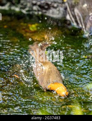 Le robin européen (erithacus rubecula) se baignant dans le cours d'eau dans le jardin de campagne anglais. Banque D'Images