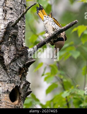 Vue rapprochée des oiseaux mâles de Northern Flicker perchée sur une branche près de son entrée de nid de cavité, dans son environnement et son habitat pendant la saison des oiseaux. Scintillement. Banque D'Images