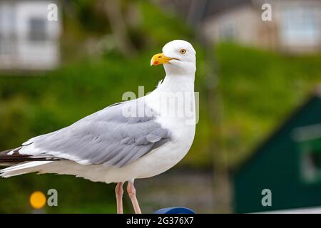 Portreath,Cornwall,14 juin 2021, malgré avoir été couvert un mouette s'est assis à regarder les gens sur la plage à marée basse à Portreath, Cornwall. La température était de 15C, ce qui est environ 10C plus frais que dans le nord du pays où Londres et Brighton ont des températures de 26C.Credit: Keith Larby/Alay Live News Banque D'Images