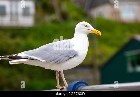 Portreath,Cornwall,14 juin 2021, malgré avoir été couvert un mouette s'est assis à regarder les gens sur la plage à marée basse à Portreath, Cornwall. La température était de 15C, ce qui est environ 10C plus frais que dans le nord du pays où Londres et Brighton ont des températures de 26C.Credit: Keith Larby/Alay Live News Banque D'Images