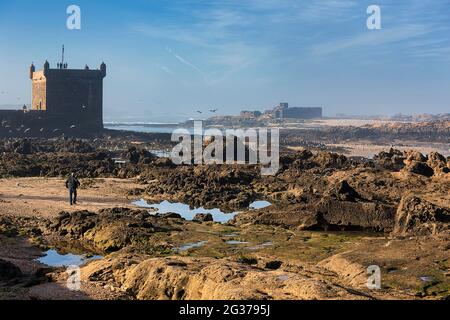 Côte rocheuse avec vue sur l'île de Mogador à marée basse, côte Atlantique, Essaouira, Maroc Banque D'Images