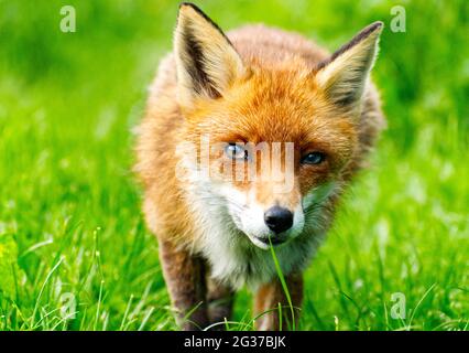 Fox au centre de la faune britannique Banque D'Images