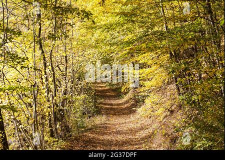 Sentier entouré de feuilles d'automne jaunes, sentier de randonnée Lieserpfad près de Weiersbach, Daun, Eifel volcanique, Eifel, Rhénanie-Palatinat, Allemagne Banque D'Images