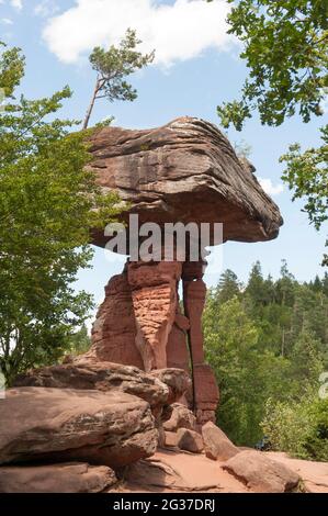 Champignon, grès rouge, Table du diable de Hinterweidenthal, Kaltenbach, Forêt du Palatinat, Wasgau, Rhénanie-Palatinat, Allemagne Banque D'Images