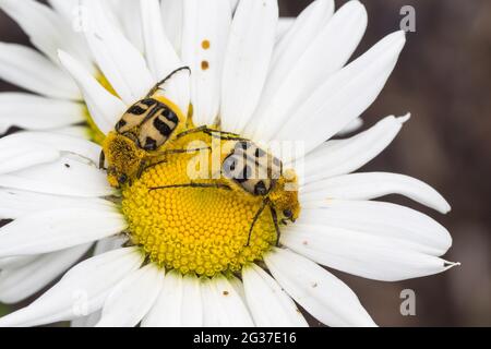 Deux scarabées (Trichius fasciatus), sur la fleur de la Marguerite (Leucanthemum vulgare) Banque D'Images