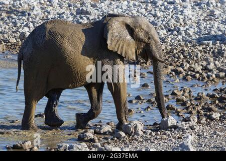 Éléphant d'Afrique du Bush (Loxodonta africana), taureau d'éléphant aspergé de boue s'écarchant de l'eau, trou d'eau d'Okaukuejo, Parc national d'Etosha, Namibie, Banque D'Images