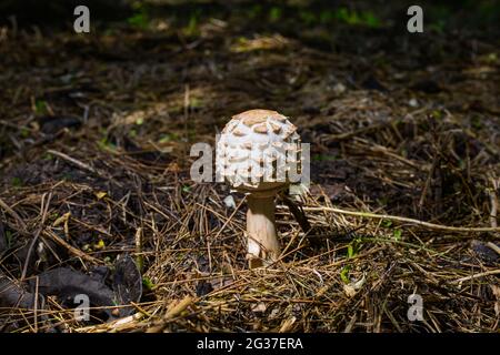 Jeune parapluie de champignons dans la forêt. Gros plan. Banque D'Images