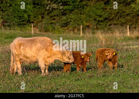 Bovins écossais des Highlands, bovins des Highlands ou Kyloe (Bos primigenius F. taurus), jeunes animaux, veaux avec barrage, vache dans un pâturage, Hesse, Allemagne Banque D'Images