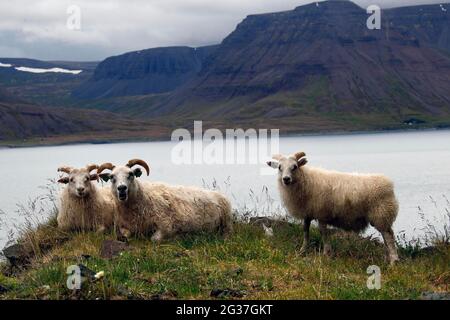 Mouflons (Ovis), Svalvogaleio, Vestfiroir, Westfjords, Nord-Ouest de l'Islande, Islande Banque D'Images