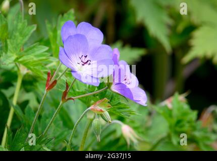 Le géranium bleu (Geranium rozanne) est étroitement lié au pré Cranesbill (Geranium pratense) et est souvent cultivé comme une vivace dans les jardins. Banque D'Images