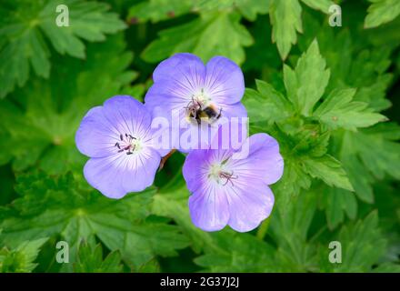 Le géranium bleu (Geranium rozanne) est étroitement lié au pré Cranesbill (Geranium pratense) et est souvent cultivé comme une vivace dans les jardins. Banque D'Images