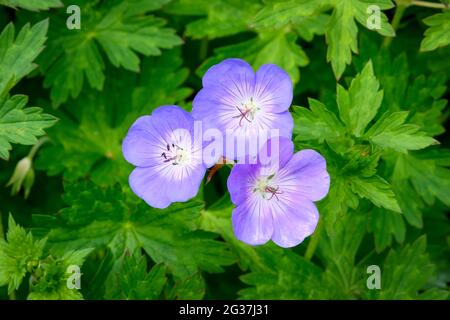 Le géranium bleu (Geranium rozanne) est étroitement lié au pré Cranesbill (Geranium pratense) et est souvent cultivé comme une vivace dans les jardins. Banque D'Images