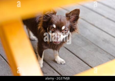 chihuahua, en forme de palangre de chocolat souriant, debout sous la table en bois et regardant l'appareil photo Banque D'Images