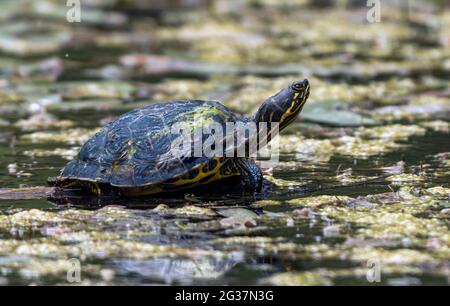 Tortue sauvage à ventre jaune (Trachyemys scripta scripta) (terrapin) libérée dans un étang forestier, Angus, Écosse, assise en bois, en baiser en juin Banque D'Images