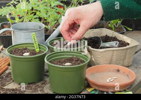 Semailles de courgettes. Femme semant la courgette 'Defender' en plaçant chaque graine sur son bord latéral individuellement dans un pot. ROYAUME-UNI Banque D'Images