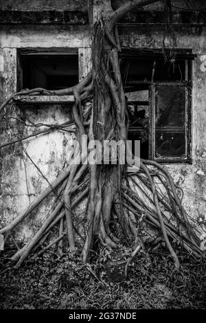 Un bayan pousse au-dessus d'une maison abandonnée, y compris autour de la fenêtre ouverte, Ngong Ping, Lantau Island, Hong Kong (version noir et blanc) Banque D'Images