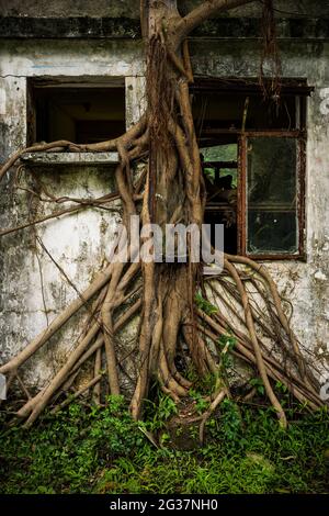 Un bayan pousse au-dessus d'une maison abandonnée, y compris autour de la fenêtre ouverte, Ngong Ping, Lantau Island, Hong Kong Banque D'Images