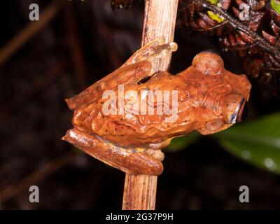 Carte de la grenouille (Boana geographica) infectée par des parasites sous-cutanés et mordue par des moustiques. Dans la forêt tropicale, province de Morona Santiago, Équateur Banque D'Images