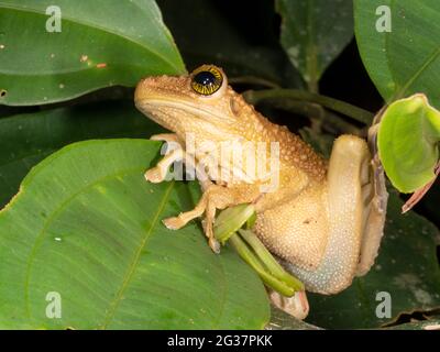 Grande grenouille à tête large (Osteocephalus taurinus), province de Morona Santiago, Équateur Banque D'Images