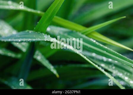 Les lames d'herbe sont mouillées après la pluie Banque D'Images
