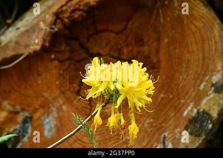 Jaune Azalea'Rhododendron lutéum' dans un bois bien géré dans le Wiltshire, parfumé jaune vif, fleurs en forme d'entonnoir sur un tas de timbe mélangé Banque D'Images