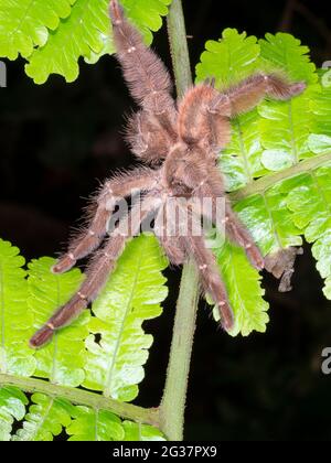 Tarantula grimpant sur une fougères la nuit dans la forêt tropicale, province de Morona Santiago, Équateur Banque D'Images